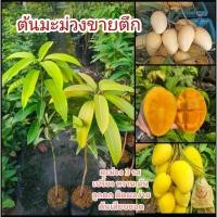 ราคา ต้นมะม่วงขายตึกเสียบยอด สายพันธุ์จากแปดริ้ว (16294475418)