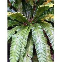 ราคา เฟิร์นข้าหลวง เฟิร์นข้าหลวงหลังลาย เฟิร์นรังนก เฟิร์นข้าหลวงโอซาก้า ไซส์ XL (25374272253)