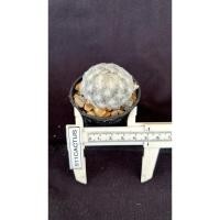 ราคา แมมขนนกญี่ปุ่น ชำหน่อ รากเดินดี สวยมากๆ ขนแน่นๆ (22084825304)