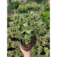 ราคา ต้นสาริกาด่าง หัวใจเศรษฐี ไม้มงคล (5954629560)