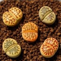 ราคา ต้นไลทอปสายพันธุ์(LITHOPS DOROTHEAE) (2844503352)