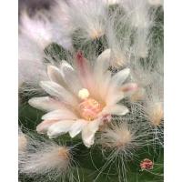 ราคา แมมขนแกะ Mammillaria bocasana cv. multilanata ชำหน่อ (10704224037)