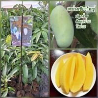 ราคา มะม่วงเขียวใหญ่ ต้นพันธุ์เสียบยอด (22450305728)