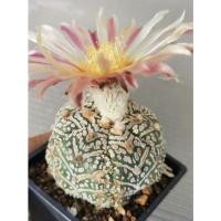 ราคา แอสโตรไฟตั้ม 6 พู วี #แคสตัส castus astrophytum แอสโตร แอสโตรไฟตั้ม แอสโตรไฟตัม แอสโตรวี super (3003197175)