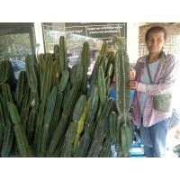 ราคา กระบองเพชร คอนโดนางฟ้ายักษ์ (8012593637)