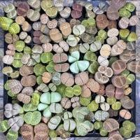 ราคา 30 ต้น ลูกค้าเลือกเอง สนใจทักแชทมาเลือกเลยจร้า (8469014834)