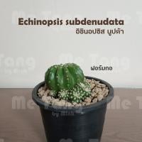 ราคา อิชินอปซิส นูปต้า จำนวน 1 กอ / แคคตัส / กระบองเพชร / Echinopsis subdenudata / cactus (8815297913)