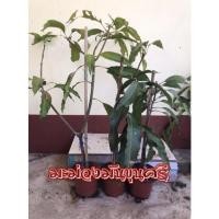ราคา มะม่วงมันขุนศรี อร่อยทุกระยะ (15472961871)