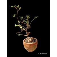 ราคา มะขามดัดลีลา(บอนไซ)​ No.1 (25372923917)