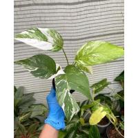 ราคา Epipremnum pinnatum variegated (อิพิด่าง) อิพิ ด่างขาว Epi พลูอิพิ พลูฉีกด่างphilodendron ไม้แปลงร่าง (13157653533)