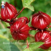 ราคา ปลูกง่าย ปลูกได้ทั่วไทย (20 เมล็ด/ซอง) เมล็ดกระเจี๊ยบแดง เมล็ดพันธุ์กระเจี๊ยบแดง กระเจี๊ยบแดง Edible Roselle Seeds (29205343893)