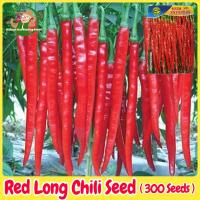 ราคา เมล็ดพันธุ์ เมล็ดพริกยาว ประมาณ 300เมล็ด Long Chili Pepper Seeds Organic Vegetable Seeds for Planting (27216328210)