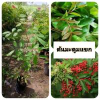 ราคา ต้นมะตูมแขก มะตูมแขก (40803820782)