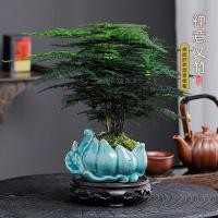 ราคา ต้นไม้ประดับในบ้าน ต้นไม้ประดับในห้องนั่งเล่น ต้นไม้ประดับในบ้าน ต้นไม้ประดับในบ้าน ต้นไม้ประดับในบ้าน ต้นไม้ประดับในบ้า (28828529008)