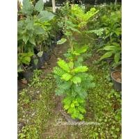 ราคา ต้นธรณีสาร ต้นสูง 60-70 ซม. (4939688228)