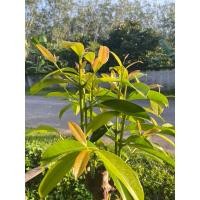 ราคา ใบชะมวง ยอดชะมวง ใบส้มโมง 500กรัม ยอดอ่อน ใบสวย มียอดสีแดง และยอดสีเขียว นำไปประกอบอาหารอร่อยรสชาติเปรี้ยวอมหวาน (25700159266)