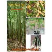 ราคา ไผ่เลี้ยงหวาน หรือไผ่สามฤดู ต้นละ 105 บาท ปลูกครั้งเดียวเก็บกินได้ตลอดปี (41602052565)