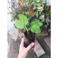 ราคา เมล็ด เพาะชมจันทร์ เพาะชมจันทร์ พร้อมใหม่ใน ถุงดำ 39 เพาะ ใหม่ เพาะ (22940255006)