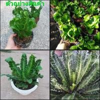 ราคา (1ต้น)(ขาย ต้นพันธุ์) ต้น เฟิร์นคอบบร้า Asplenium Cobra Bird เฟิร์น ข้าหลวง ใบหยิก / บีบี / Tinutda (13451357309)