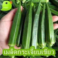 ราคา East-West Seed กระเจี๊ยบเขียว 20 เมล็ด (Okra seeds) ควีนสตาร์ F1 เมล็ดพันธุ์ผัก เมล็ดพันธุ์ ผักสวนครัว ตราศรแดง (29055018924)