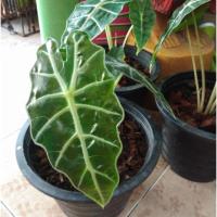 ราคา ต้นแก้วสารพัดนึก#ต้นแก้วหน้าม้า#ไม้มงคล#ไม้เรียกทรัพย์#ไม้เสริมดวง#ค้าขายดี#ไม้ศิริมงคล (7741317385)