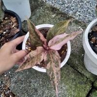 ราคา ต้นโชคเก้าชั้นทับทิมสยาม โชคเก้าชั้นด่าง ด่างชมพู (11286065141)