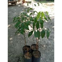 ราคา ต้นหลุมพอด่างไม้ภาคใต้ (3487360567)