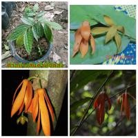 ราคา (ขาย ต้นพันธุ์) ดอก ต้น จำปายะละ ต้นจำปายะละ ต้นจำปา จำปา ยะลา ไม้ไทยดอกหอม (9971524483)