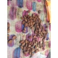 ราคา เมล็ดไม้บุญนาค บุญนาค ไม้ล้อม บุญนาคดอกหอม ไม้มงคล (5556650598)