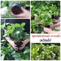 ราคา พลูด่างเขียว (กระถาง4นิ้ว) ต้นไม้ฟอกอากาศ ต้นไม้ พลูด่าง ต้นพลู พลู พลูด่างฟอกอากาศ (10415631151)