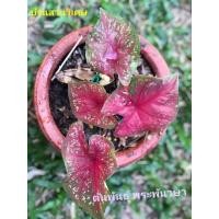 ราคา บอนสี "พระพันวษา" บอนตับขุนช้างขุนแผน สวย แดงดีแท้ #บ้านสวนวิเศษ (15307649497)