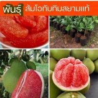 ราคา ส้มโอ ต้นส้มโอ กิ่งพันธุ์ส้มโอทับทิมสยามเสียบยอด กิ่งพันธุ์แท้ ขนาด 40-60cm รสหวานช่ำอร่อย เนื้อแดง (20976673965)