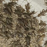 ราคา แมงสะดิ้งสด, จิ้งหรีดทองแดงลาย, จิ้งหรีดขาว อาหารสัตว์เลี้ยง อาหารสัตว์ Exotic ปริมาณตามตัวเลือก /กรัม (27275003143)