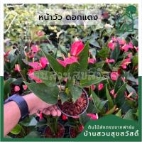 ราคา ต้นหน้าวัว หน้าวัวดอกแดง ส่งพร้อมกระถาง (23408837242)