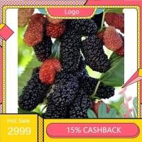 ราคา ต้นหม่อนดำออสตุรกี 1 ชุดได้ 2 ต้น ต้นหม่อนหรือมัลเบอรี่ (mulberry) ชนิดกินผล ลูกใหญ่กว่าพันธุ์อื่น สายพันธุ์ดำออสตุรกี (41902463396)