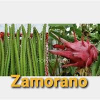 ราคา แก้วมังกร กิ่งพันธุ์แก้วมังกร zamorano พันธุ์หายาก (10720394704)