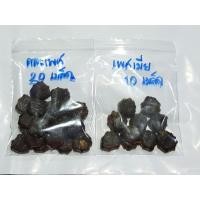 ราคา ฟักข้าว เมล็ดฟักข้าว เพศเมีย (7348428769)