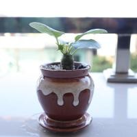 ราคา มะพร้าวทะเลทราย Dorstenia ใบกลม ไม้อวบน้ำ ไม้จิ๋วในกระถางเซรามิค (6158148717)