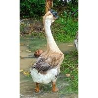 ราคา ไข่เชื้อห่านหัวสิงห์พร้อมพ่อสีเทาแม่หัวสิงห์สีขาวฟอง399บาท (28078725654)