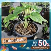 ราคา เสน่ห์จันทร์ขาว หรือว่านเสน่ห์จันทร์ขาว มี 2 แบบ (10496508572)