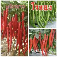 ราคา เมล็ดพันธุ์พริกยาว"โจลอง"ชุด100เมล็ด (26430713919)