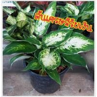 ราคา ต้นเศรษฐีรับเงิน อโกลนีมา ต้นไม้มงคล ปลูกแล้วรวย เศรษฐีนิยม ขนาดกระถาง 6-8 นิ้ว (1ต้น/แพ็ค) (6240091762)