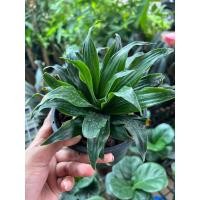 ราคา #ต้นวาสนา9ชั้น #วาสนาเก้าชั้น กระถาง6นิ้ว ตกแต่งสไตล์น่ารักพร้อมเรียกทรัพย์ (22475501305)