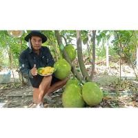 ราคา ต้นพันธุ์ขนุนเพชรราชา (23280215153)