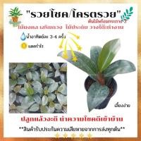 ราคา ลด 25.- ใส่โค้ด FLYK452P ต้นรวยโชค ต้นเศรษฐีรวยทรัพย์ ไม้มงคล เสริมทรัพย์ ช่วยเสริมโชคลาภ ประดับโต๊ะทำงาน ต้นไม้จิ๋ว (14029428403)