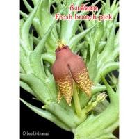 ราคา เก๋งจีน Orbea Umbracula *กิ่งเด็ดสด* แคคตัส ไม้อวบน้ำ Cactus and Succulent (28912243433)