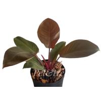 ราคา ต้นกุมารดำเรียกทรัพย์ (Philodendron Black Cardinal)ฟอร์มสวยและต้นใหญ่มาก /ฟิโลเดนดรอน แบล็คคาดินัล ในกระถาง10 นิ้ว (14530736150)
