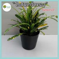 ราคา [ต้นไม้จิ๋ว] ต้นโกสนเกล็ดทอง พร้อมกระถางฟรี ขนาด3นิ้ว ไม้มงคล ไม้ฟอกอากาศ ไม้ประดับ (13101898640)