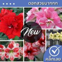 ราคา ว่านสี่ทิศ ว่านสี่ทิศฮอลแลนด์ หัวว่านสี่ทิศ ให้ดอกใหญ่ มีหลายสีให้เลือก Wanthai ขายหัวลิลลี่ ต้นไม้ (3155830238)