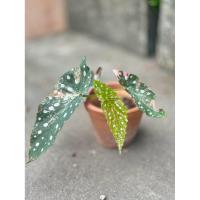 ราคา บีโกเนีย บีโกเนียด่าง บีโกเนียจุด บีโกเนียจุดด่าง Begonia Maculata pink variegated (43107783230)